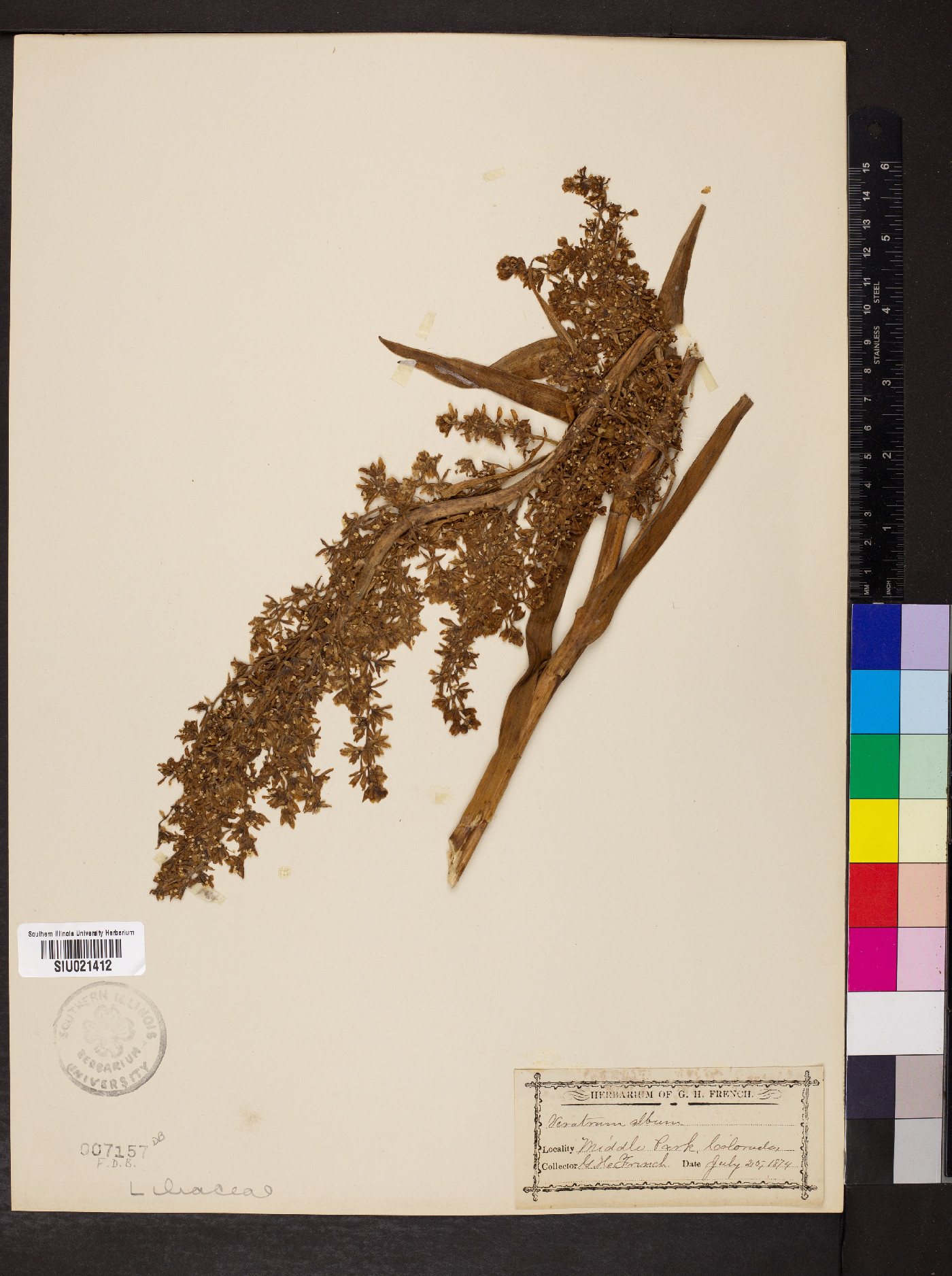 Veratrum album image