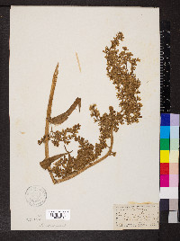 Veratrum album image