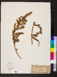 Veratrum album image