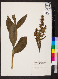 Veratrum album image