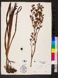 Zigadenus glaberrimus image