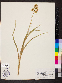 Zigadenus paniculatus image