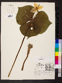 Trillium flexipes image