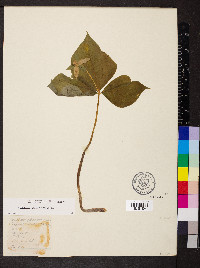 Trillium flexipes image