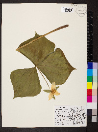 Trillium flexipes image