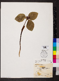 Trillium recurvatum image