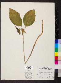 Trillium recurvatum image