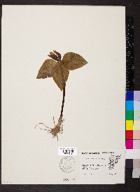 Trillium recurvatum image