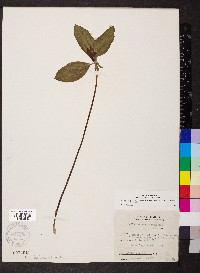 Trillium recurvatum image