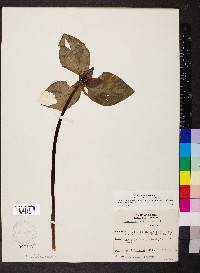 Trillium recurvatum image
