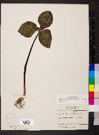 Trillium recurvatum image