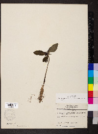 Trillium recurvatum image