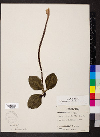 Trillium recurvatum image