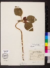 Trillium recurvatum image