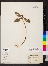 Trillium recurvatum image