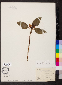 Trillium recurvatum image