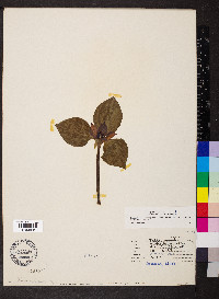 Trillium recurvatum image