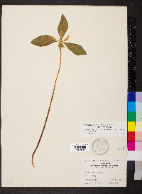 Trillium recurvatum image