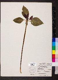 Trillium recurvatum image