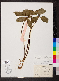 Trillium recurvatum image