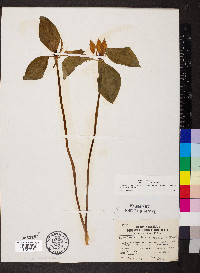 Trillium recurvatum image
