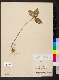 Trillium recurvatum image