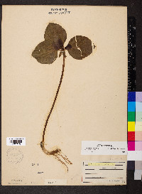 Trillium recurvatum image