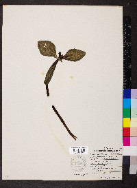 Trillium recurvatum image