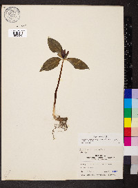 Trillium recurvatum image