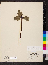 Trillium recurvatum image