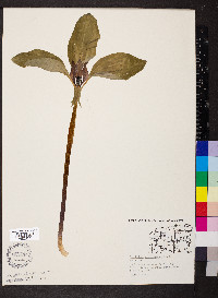 Trillium recurvatum image