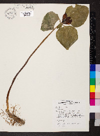 Trillium recurvatum image