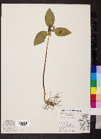 Trillium recurvatum image