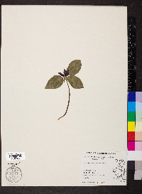 Trillium recurvatum image