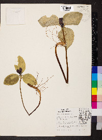 Trillium recurvatum image