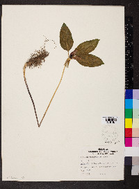 Trillium recurvatum image