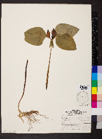 Trillium recurvatum image