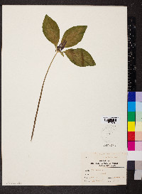Trillium recurvatum image