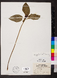 Trillium recurvatum image