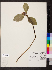 Trillium recurvatum image