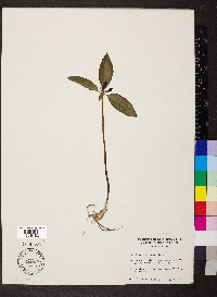 Trillium recurvatum image