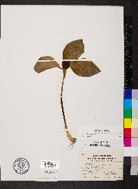 Trillium recurvatum image