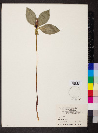 Trillium recurvatum image