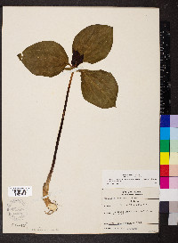 Trillium recurvatum image