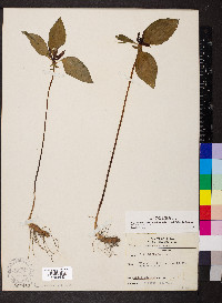Trillium recurvatum image