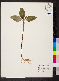 Trillium recurvatum image