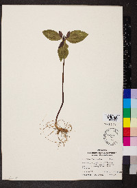 Trillium recurvatum image