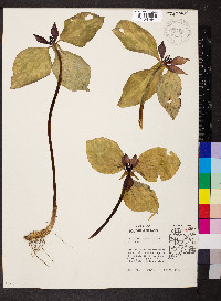 Trillium recurvatum image