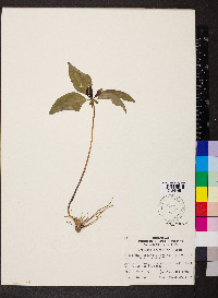 Trillium recurvatum image