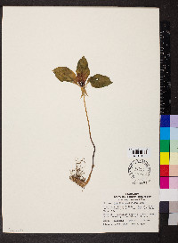 Trillium recurvatum image